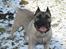 Dogo canario Fiona