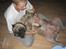 Dogo canario Fiona