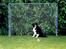 Border collie Marco  R.I.P. - Marco elsker sit fodboldmål.