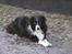 Border collie Marco  R.I.P. - Marco i gårdspladsen.