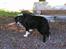 Border collie Marco  R.I.P. - Marco 9 år.