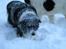 Border collie Marco  R.I.P. - Marco elsker sne.