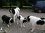 Border collie Marco  R.I.P. - Sammen med alle vores hunde.