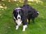 Border collie Marco  R.I.P. - En dejlig sommerdag.