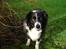 Border collie Marco  R.I.P. - Marco næsten 10 år.