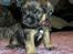 Border terrier Echo - Echo 4½ uge