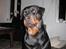 Rottweiler R.I.P Jessie pigen <3 - Hallo, sagde du noget.. NYT DEN 11. Marts 2008