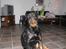 Rottweiler R.I.P Jessie pigen <3 - mig nej, jeg sidder ikke underligt?? :0) NYT DEN 11. Marts 2008