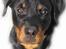 Rottweiler R.I.P Jessie pigen <3 - Super flot billede lavede af  Det Lille Blå Lyn & Den Sorte Banditræv´s moar 