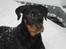 Rottweiler R.I.P Jessie pigen <3 - 1 gang i sneen, er jeg ikke smuk....