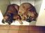 Boxer chil & pongo - ren boxer hygge
