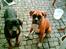Boxer chil & pongo