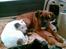 Boxer chil & pongo