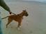 Boxer chil & pongo - fly øre på Stranden.. 