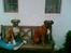 Boxer chil & pongo -  pongo & chil