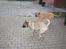 Dogo canario Fiona