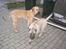 Dogo canario Fiona