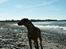 Rhodesian ridgeback Monomotabas Ruby Cabernet - " Er jeg ikke SMUK ved havet? "