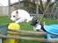 Jack russell terrier Jason R.I.P (kun 4½ år)  - 15. ja han er da sikker på ikke og rame..