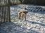 Border collie lady (død) R.I.P  - lady i sneen