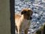Border collie lady (død) R.I.P  - lady i sne hun elsker den hvide sne