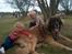 Leonberger khaimas´ cho cachou - af prof.