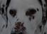 Dalmatiner Mille - R.I.P - Mille i sneen - December 09 <3