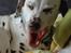 Dalmatiner Mille - R.I.P - Mille d.9/3-2010 - Nogle af de sidste billeder af hende <3