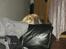 Labrador retriever Putte - kan lige kigge over sofaen