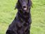 Flat coated retriever Samson - Her  sidder han da pænt... =)