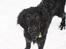 Flat coated retriever Samson - igen et billde fra hvalp vildt cute!!