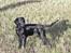 Flat coated retriever Samson - ej  hvor står han pænt....