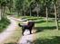 Flat coated retriever Samson - Snakker med min heste ven Prins XD