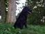 Flat coated retriever Samson - sidder og kigger på min høj "er alt som det skal være"