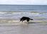 Flat coated retriever Samson - leger med vandet på Fanø
