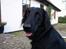 Flat coated retriever Samson - "Davs"