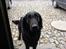 Flat coated retriever Samson - Hej il du med ud og lege?