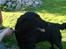 Flat coated retriever Samson - Søde sambam =)