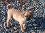 Blanding af racer Fiona (mops/cavalier) - Billede taget inden vi hentede hende
