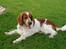 Welsh springer spaniel Jackie - Jackie 1½ år gammel.