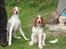 Welsh springer spaniel Jackie - Jackie og Bella