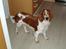 Welsh springer spaniel Jackie - Her Jackie otte mån.