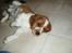 Welsh springer spaniel Jackie - Jackie 9 uger.