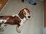 Welsh springer spaniel Jackie - Jackie efter gåtur.