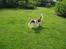 Welsh springer spaniel Jackie - Jackie apportere freesbee:D