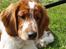 Welsh springer spaniel Jackie - Jackie 5 mån.