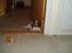 Welsh springer spaniel Jackie - Jackie to dage efter ankomst.