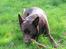 Australsk kelpie Tess