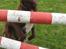 Blanding af racer Sigge - Dræber hund!! hehe...