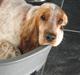 Cocker spaniel Cosmo